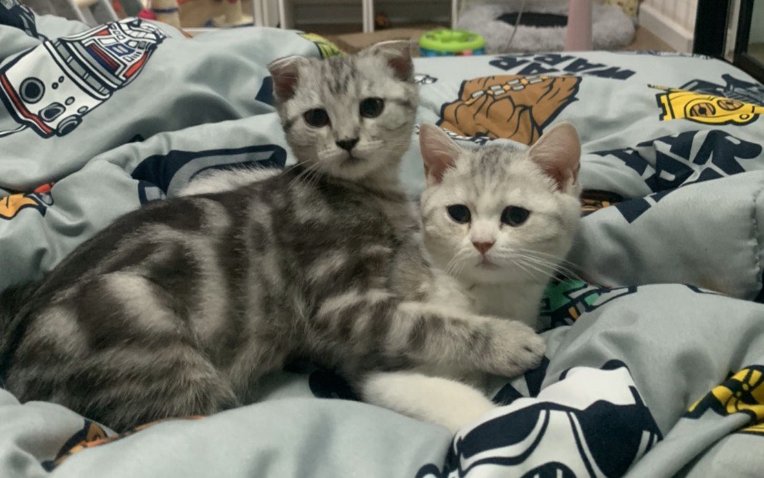 furbyfah's tweet image. เจ้าเม่อน้อยโตแล้วหน้าเหมือนพ่อนางมากโอ้ยยยยยยย