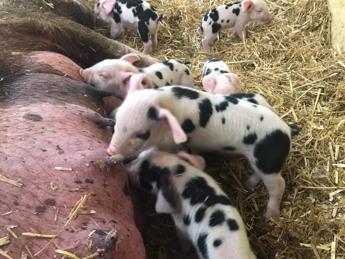 The BIG Sheep tweet media