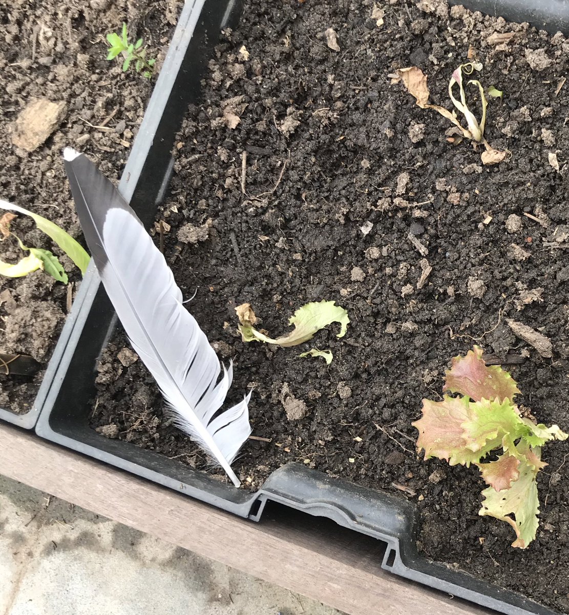 Escola dels Encants (@edelsencants) on Twitter photo Portem dies que algú es menja les nostres plantes de l'hort. Avui hem trobat una pista i ens posem a investigar per trobar solucions. <a href="/EdelsEncants/">Escola dels Encants</a> Portem dies que algú es menja les nostres plantes de l'hort. Avui hem trobat una pista i ens posem a investigar per trobar solucions. <a href="/EdelsEncants/">Escola dels Encants</a>