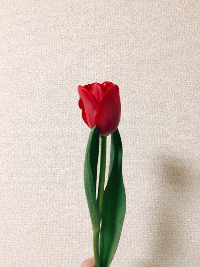 まちこ 通勤するとお花もらえる サブスクしてるからだけど 日々ちょっとうれしい事 意識的に用意するの大事なんだよなあ これは先日頂いた春色チューリップ