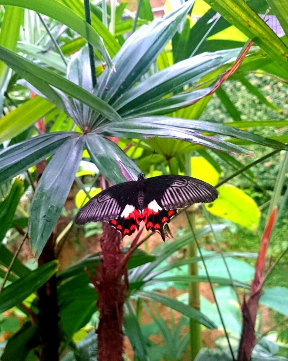 Buenas tardes desde el #MariposariodeBenalmadena!
Have a good afternoon from the #BenalmadenaButterflyPark!
#BenalmadenaPueblo #Mariposario #ButterflyPark #MariposariodeBenalmadenMariposario de Benalmádena en Benalmádena Pueblo al lado de la #Estupa!