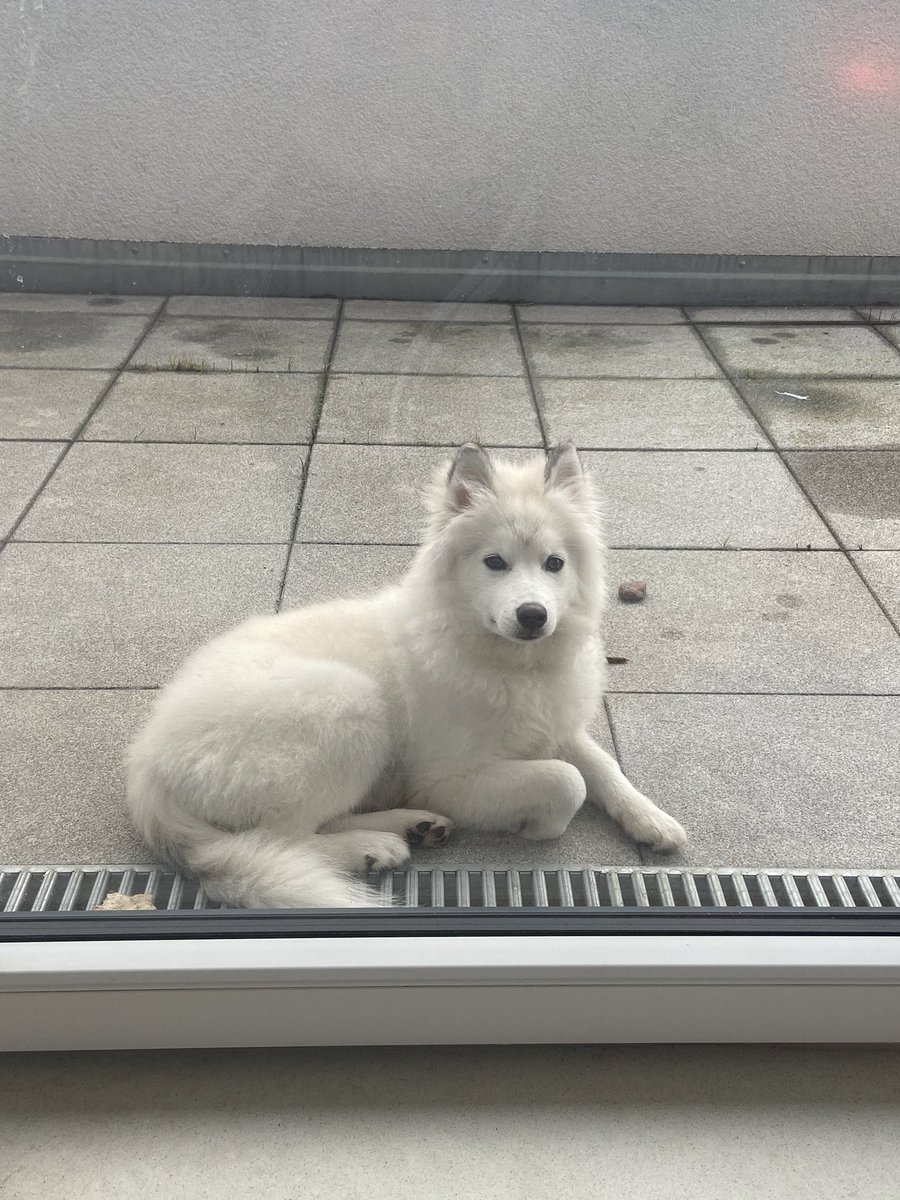 KirothePupper's tweet photo. Lil white wolf https://t.co/qbQQosHl1Y