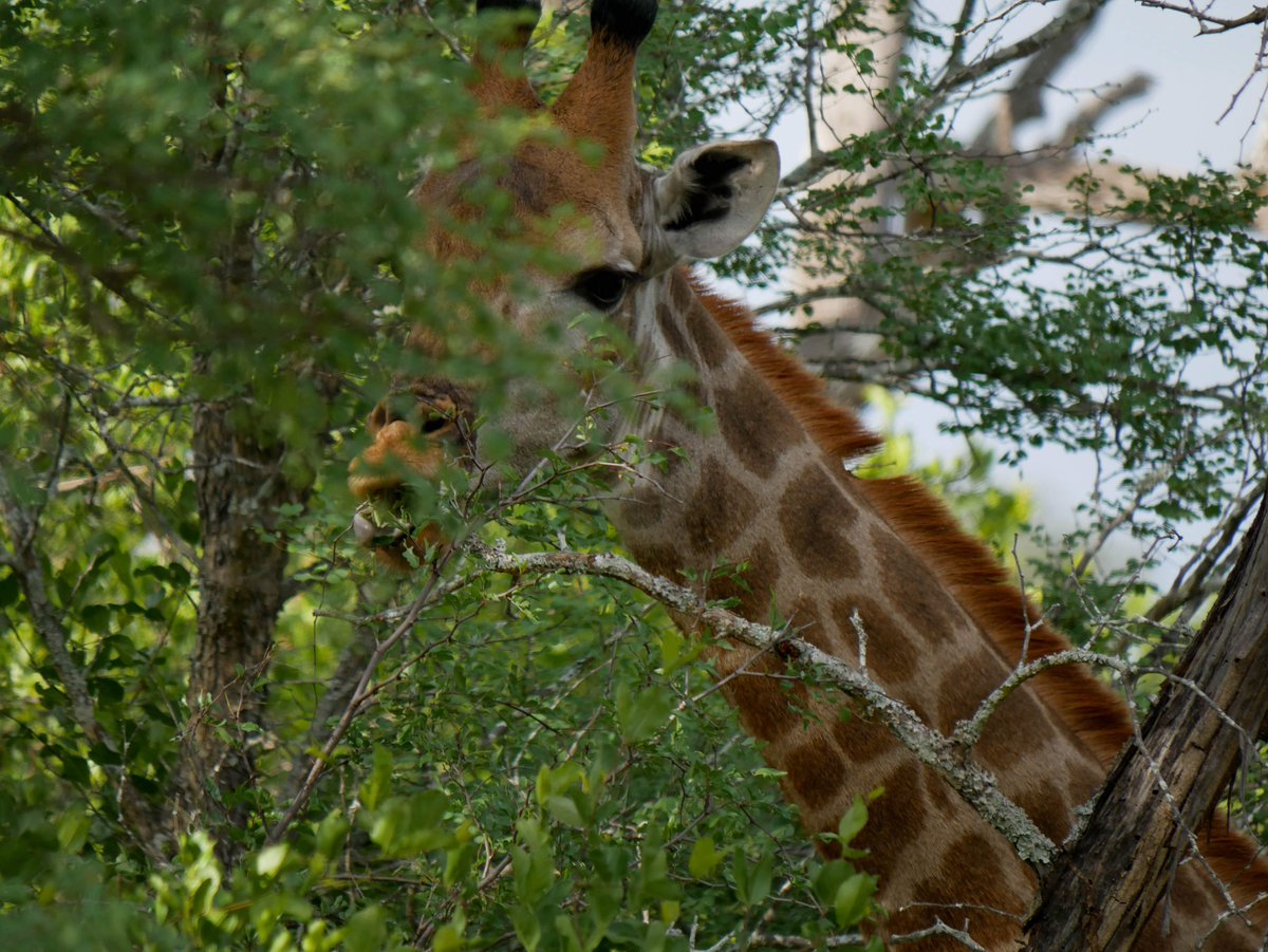 Did you know that giraffes are actually quite shy fellas? It takes them some time to get used to new tastes and smells. 
📷 Helena Jones

#AfricaWildlife #Giraffe #GarongaGameDrive #GarongaSafariCamp #ShyCreatures