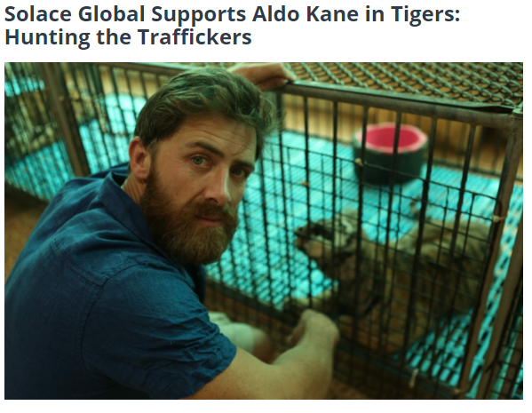 SolaceGlobal's tweet photo. In a new documentary from @grainmedia @AldoKane exposes the illegal tiger trade in #SouthEastAsia. #SolaceGlobal understands the #riskmanagement needs of the media by supporting through 24/7 #ResponseAssistance &amp; #CrisisManagement. Read the full article: https://t.co/03z9V4lWEp https://t.co/hIe4v03ALm
