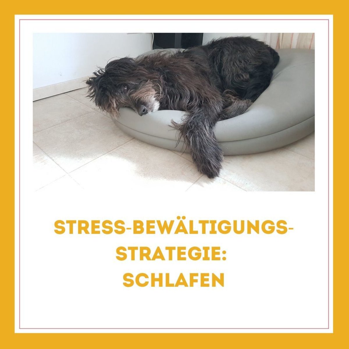 SpieleHunde's tweet photo. Hunde schlafen 22 Std am Tag. Welche #Schlafposition ist am enspanntesten?

🐶 #Seitenschläfer sind #tiefenentspannt
🐶 #Bauchschläfer dösen und sind jederzeit sprungbereit
🐶 Die eingerollte Position wärmt den Hund
🐶 #Rückenschläfer fühlen sich sicher

Wie schläft dein #Hund? https://t.co/nw7rR7thhX