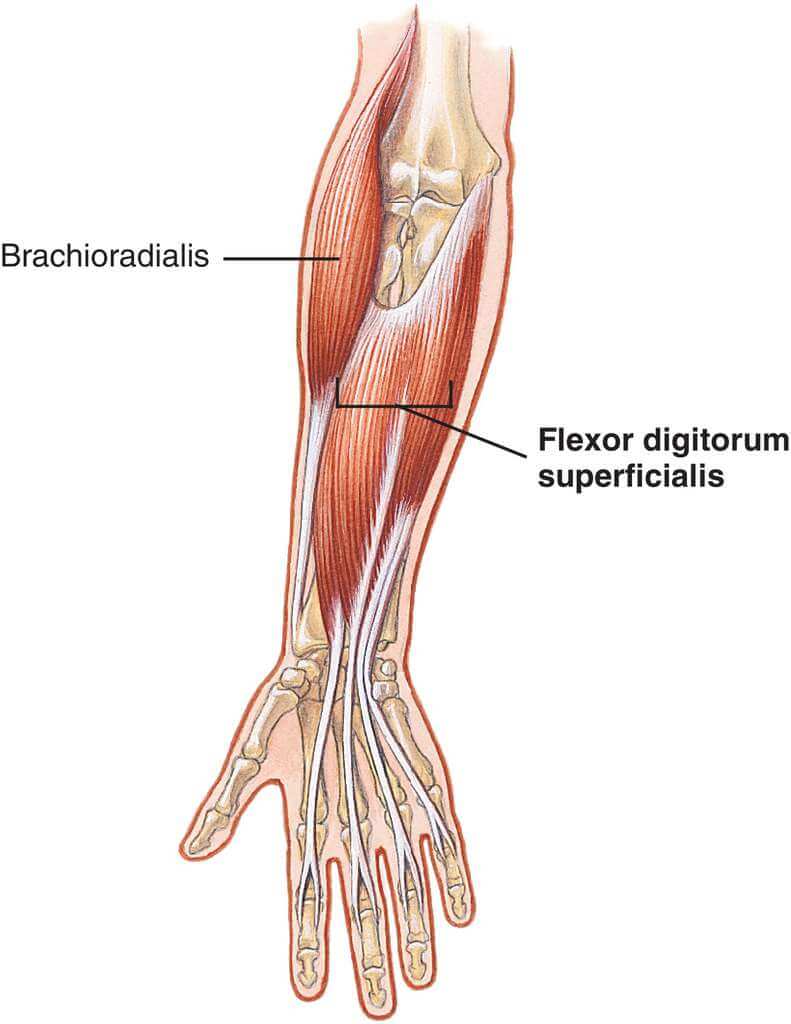 Apnx c1 lateral bracing liquid cooler. 68 m. M flexor digitorum superficialis. Flexor digitorum superficialis. N peroneus superficialis.