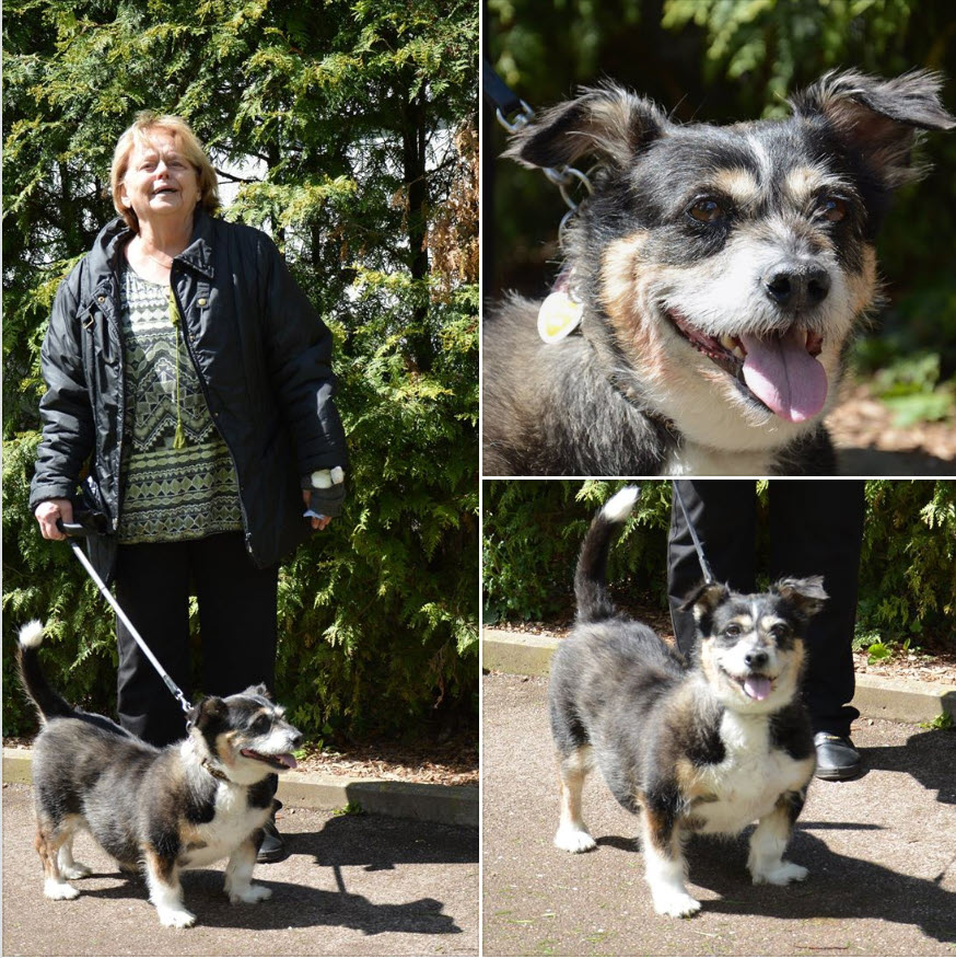 Silberpfoten's tweet photo. ● ● ● Gassigeher in Stuttgart-Zuffenhausen gesucht ● ● ●
- der nette Nino -
Der liebenswerte Nino wünscht sich weitere Gassigeher in 70435 Stuttgart-Zuffenhausen. Sein Frauchen ist leider nicht mehr gut zu Fuß, der 10-jährige Mischlingsrüde aber ist gerne draußen unterwegs. https://t.co/35RU5QaY3G