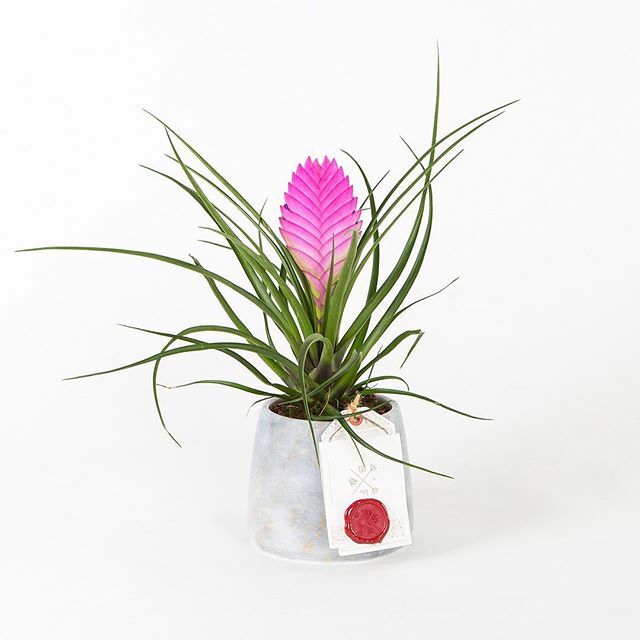 Havada ☀️, kafamda deli sorular, web sitemizde #Minto ... #BloomAndFresh 💐 ift.tt/37UTiT2