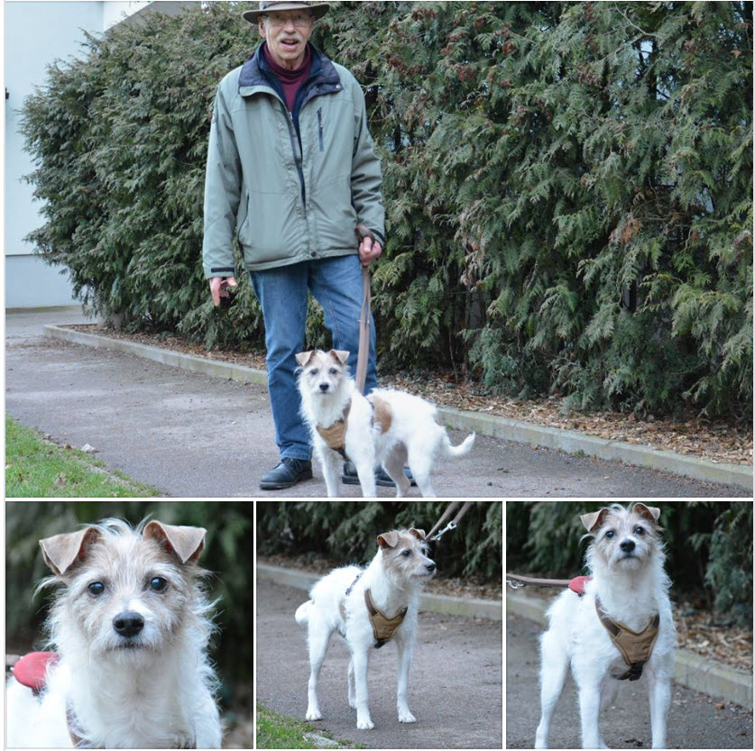 Silberpfoten's tweet photo. ● ● ● Gassigeher in Stuttgart-Riedenberg gesucht ● ● ●
-Lisas Herrchen ist leider sehr schwer erkrankt und kann zunehmend weniger mit der 12-jährigen Jack Russell-Hündin Gassi gehen. Die beiden hängen sehr aneinander und so lange wie noch möglich wollen sie zusammenbleiben. https://t.co/aLT1hNRLed