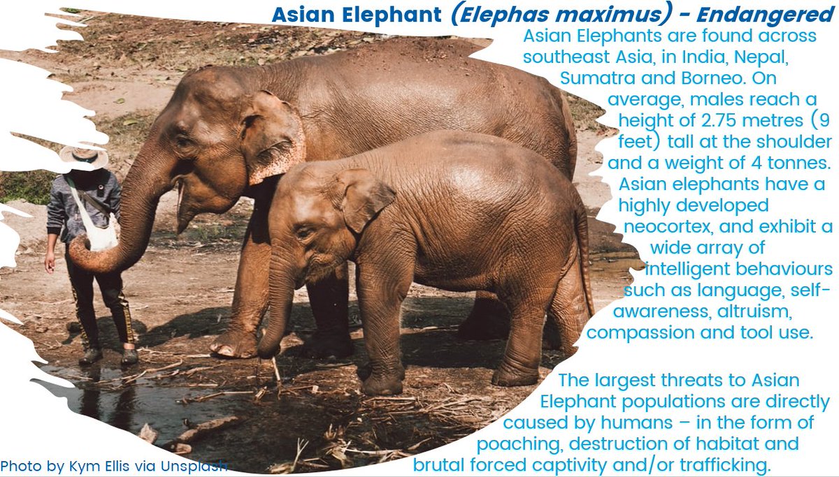 frozenark's tweet photo. This week for our #EndangeredSpecies of the week, I've chosen the Asian Elephant, beautiful animals that are unfortunately still threatened by human activities. #PTYTwitterTakeover https://t.co/Iui3Jr0tRL