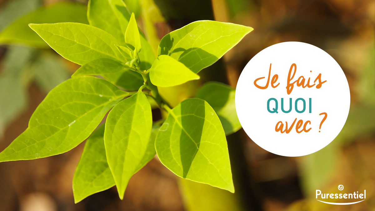 Puressentiel's tweet image. Originaire d’Asie et bénéfique contre les problèmes #respiratoires ou la fatigue physique, mais pas que, quelles astuces connaissez-vous à base de l’huile essentielle de #Ravintsara ? 🤔

#recette #aroma #aromatherapie #automedication #huilesessentielles