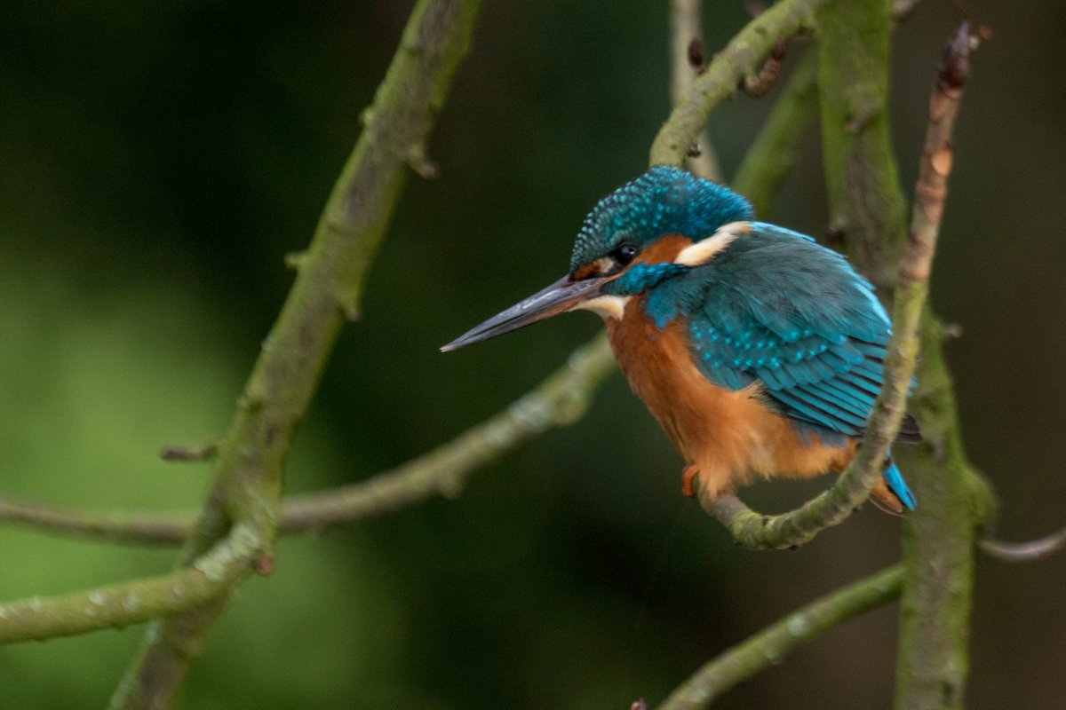 Wildlifehappens tweet media