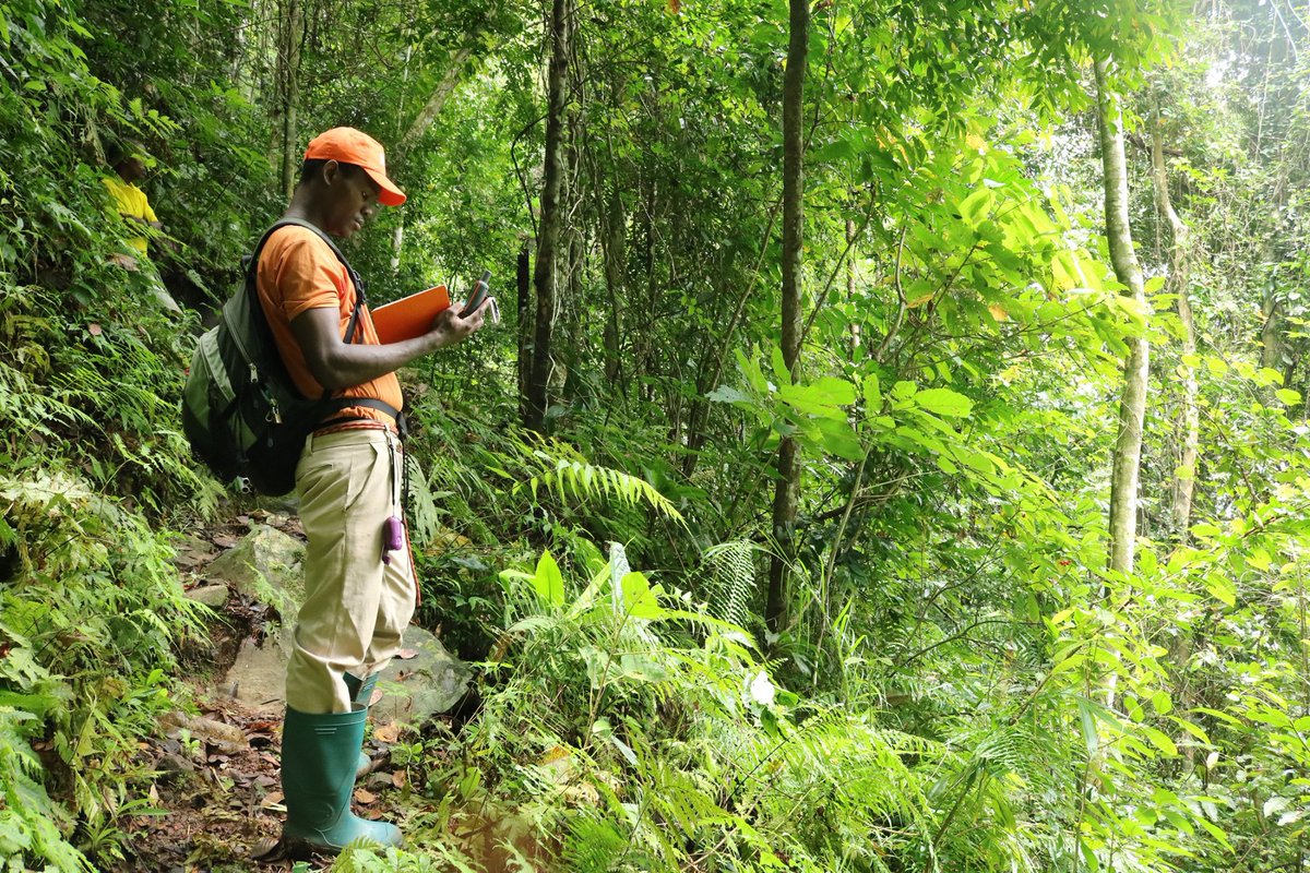 Two santomian plant experts are now included as Assessors on the Species Information Service (SIS) of <a href="/IUCNRedList/">IUCN Red List</a> for the first time! Davide Dias <a href="/FundaPrincipe/">Fundação Príncipe</a>, can update and send information about species to IUCN and contribute to the conservations status assessment.