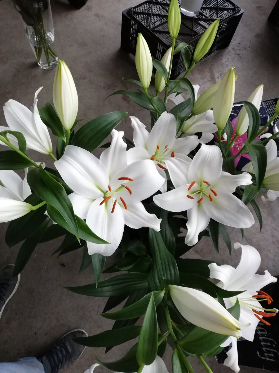 patroon strelen bruid Qualily on Twitter: "#lelie Zambesi wat een grote witte #bloemen heeft dit  soort toch!! #flowers #white #big https://t.co/0vJApDQlQ0" / Twitter