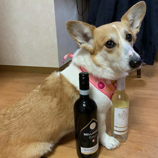 Kchshy's tweet photo. 本日の #晩酌 #clarendelle #bellamico #コーギー #corgi https://t.co/FFOTVFt0PS https://t.co/HjQCaKHMyr
