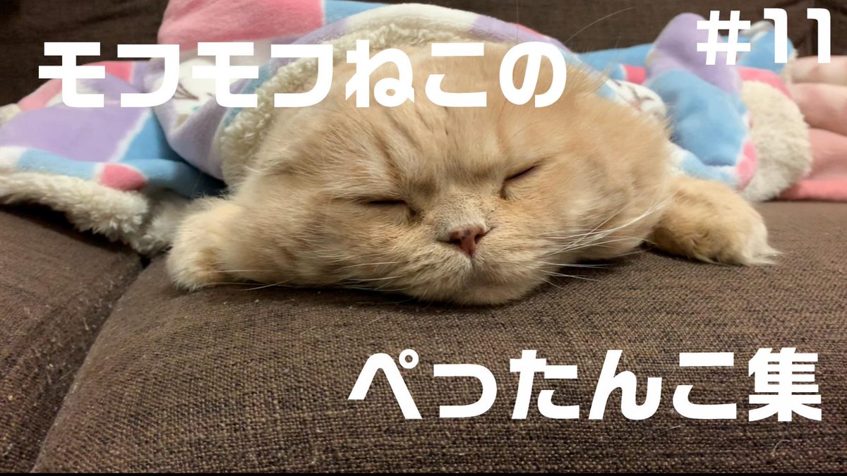 パール Pearl03 Twitter パール Pearl03 Twitter