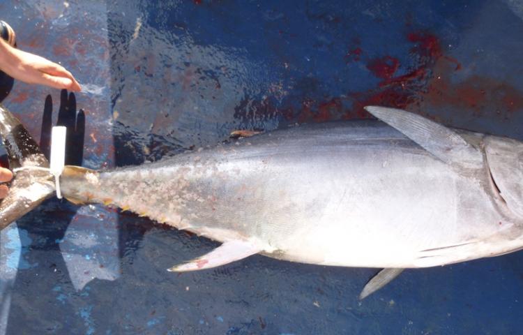 bjegou's tweet image. Une #consultationpublique ouverte pour la #pêchedeloisir au #thonrouge @Min_Agriculture lemarin.ouest-france.fr/secteurs-activ… via @_lemarin