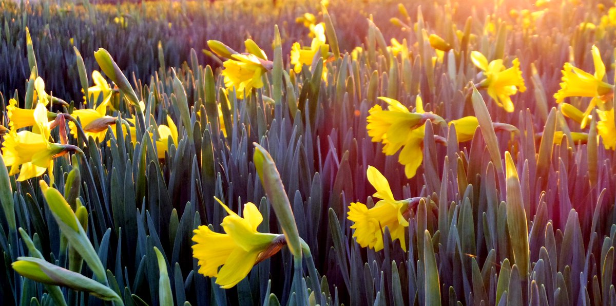 Gan ddymuno Dydd Gŵyl Dewi hapus iawn i chi gyd, oddi wrth bob un ohonom yn Change Grow Live #stdavidsday #Welsh #daffodils
