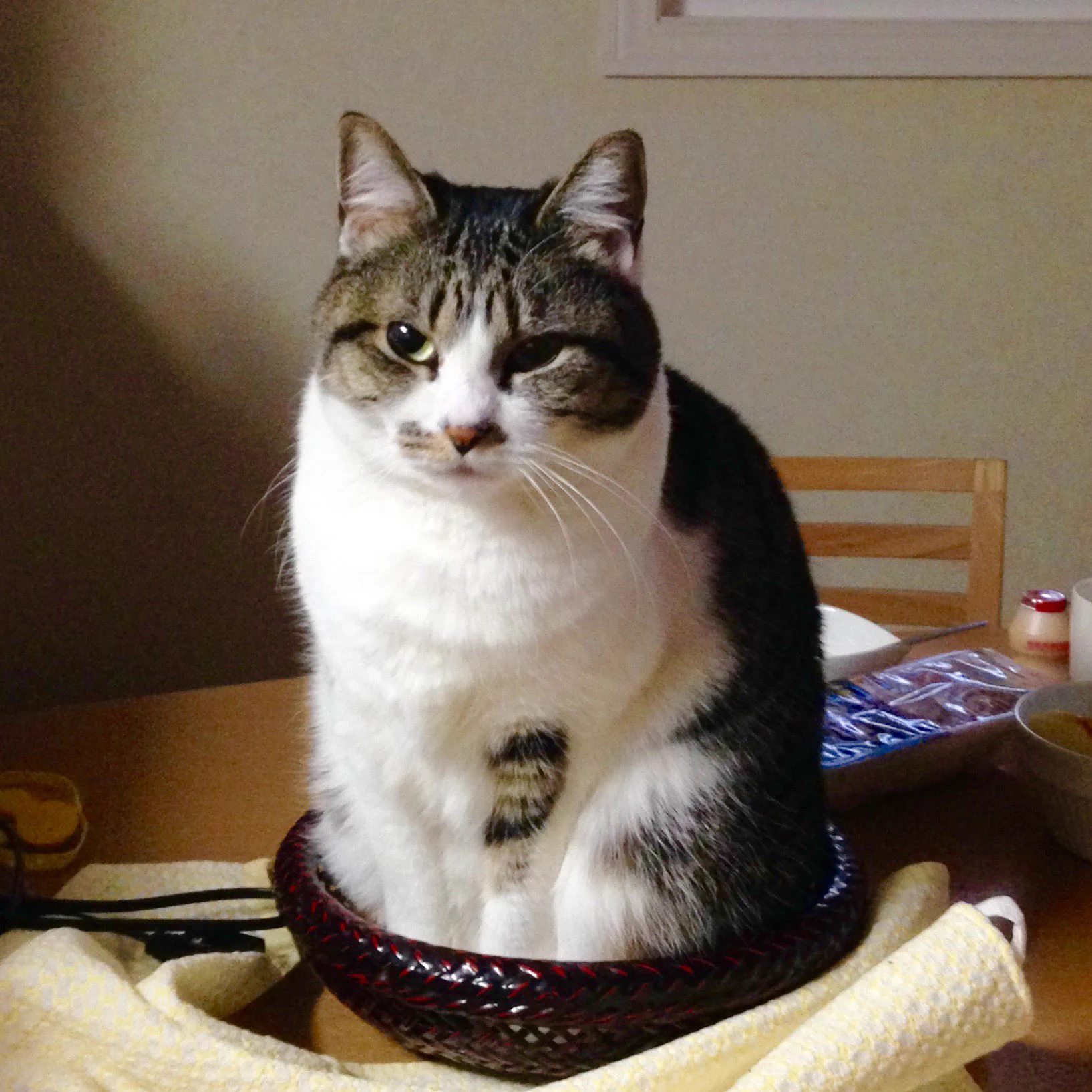 @gurumebuzznews @withmamekichi ウチの女王さま。
チーズがお好きです。 