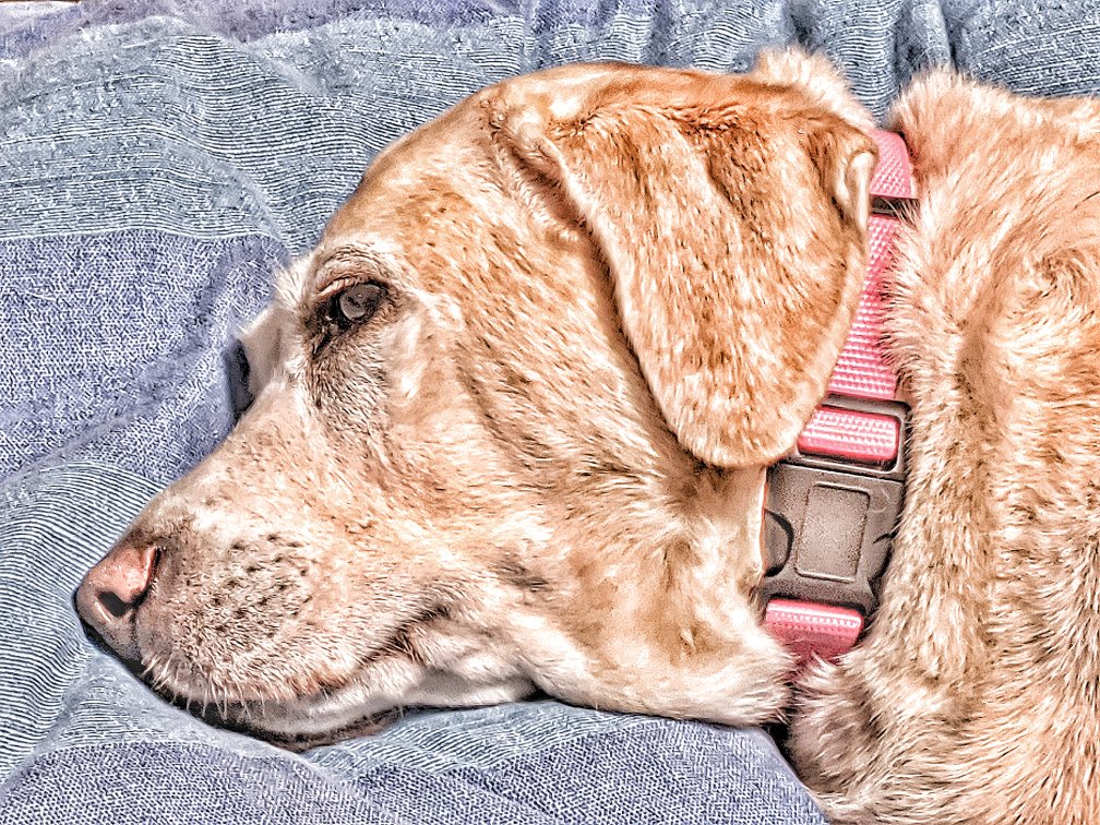 ImgPrompt's tweet photo. #aged face, weathered eyes; waggy tail come walkies time! Emotion.
#ImgPrompt
#HangTenStories 1180 https://t.co/t18bv8jpIu