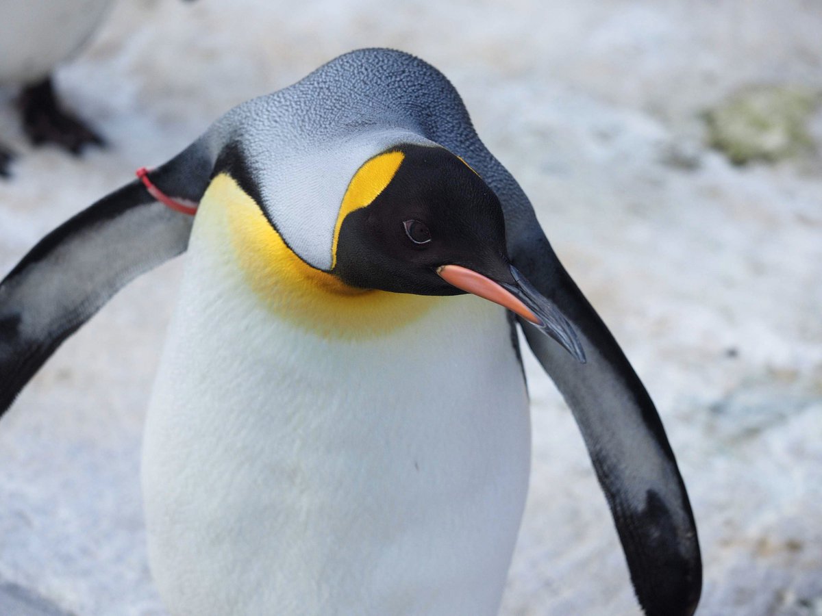 ぺんぎんぽたぽた こびとぺんぎんのペンギン専用 オラオラピンクさん オウサマペンギン キングペンギン Kingpenguin ピンク ペンギン Penguin 東山動物園 東山動植物園 2 8