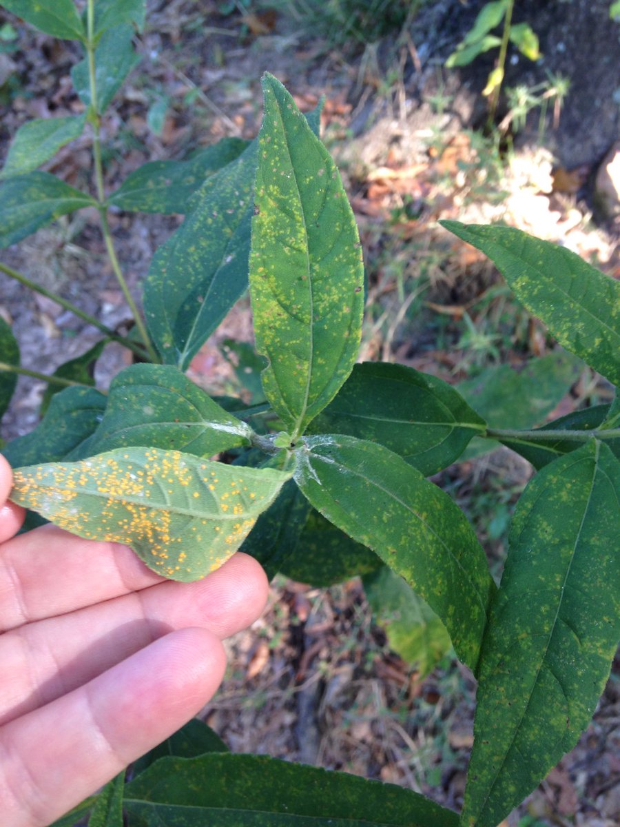 Rust on a native sunflower. #  #IYPH2020