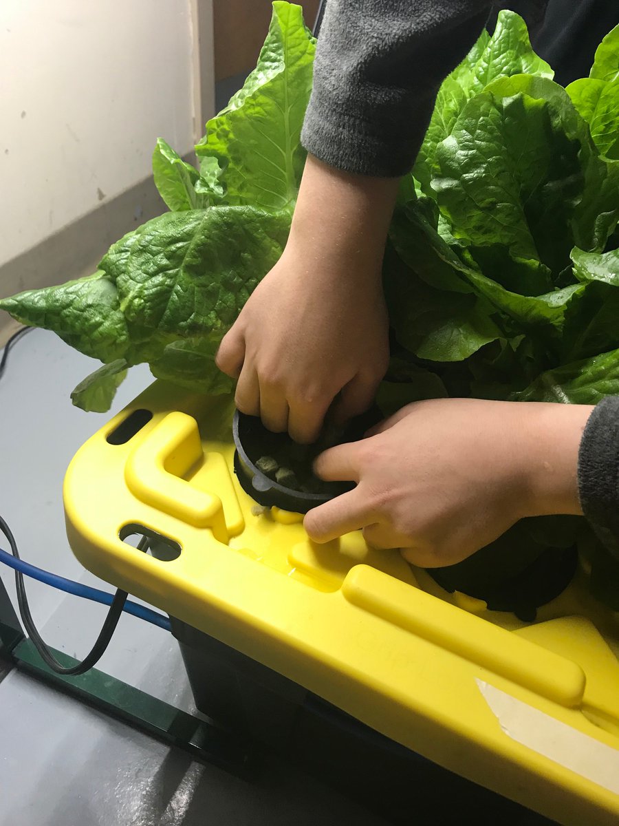 mrshamdule's tweet photo. It’s been cold outside but inside our hydroponic lettuce farm has been outta control. Ss finally got to harvest and taste and they all agreed it was one delicious project. @GABrownMS_TDSB @EcoSchoolsTDSB https://t.co/TICSpr5n3z
