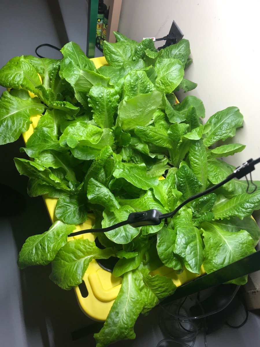 mrshamdule's tweet photo. It’s been cold outside but inside our hydroponic lettuce farm has been outta control. Ss finally got to harvest and taste and they all agreed it was one delicious project. @GABrownMS_TDSB @EcoSchoolsTDSB https://t.co/TICSpr5n3z