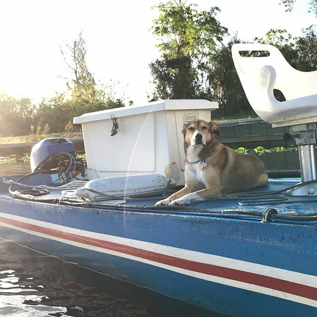 Chase the Hound on the chase boat! Ready to wat h another great day of rowing camp in Deland! #gooddog #dogsofinstagram #itsadogslife @regattadogs #instadog #rowdog #coachdog #dogcoach #dogcoaching #woof #lifeisgood #exploreflorida #gooutside #getinaboat #this_dosent_suck