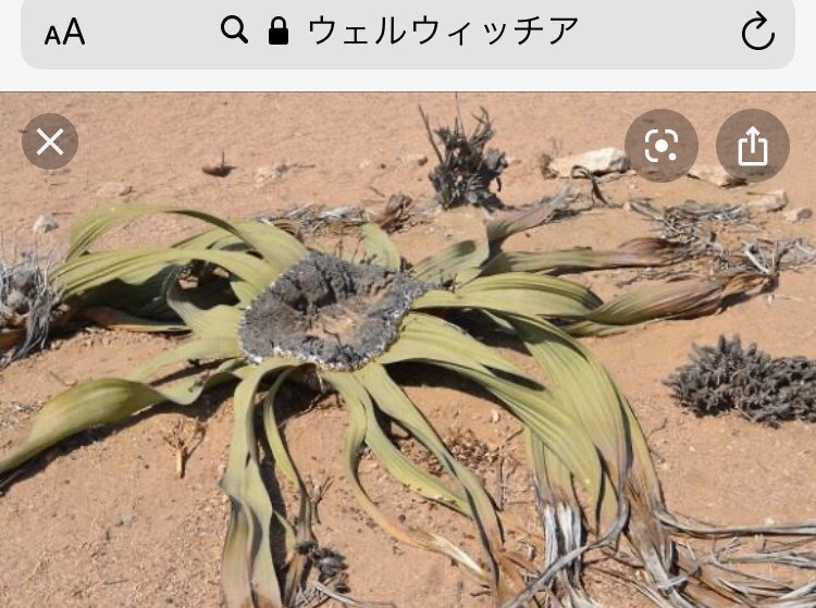 息子が作ったウェルウィッチアとオオオニバスです 
