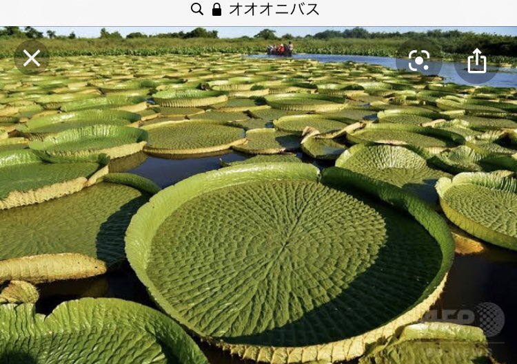 息子が作ったウェルウィッチアとオオオニバスです 