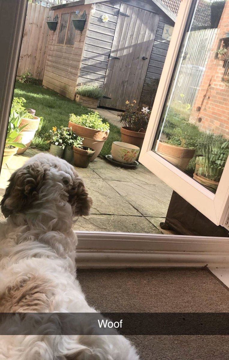 neilsta84's tweet photo. #dog #resting  #ongaurd https://t.co/VoMz2XqCgb