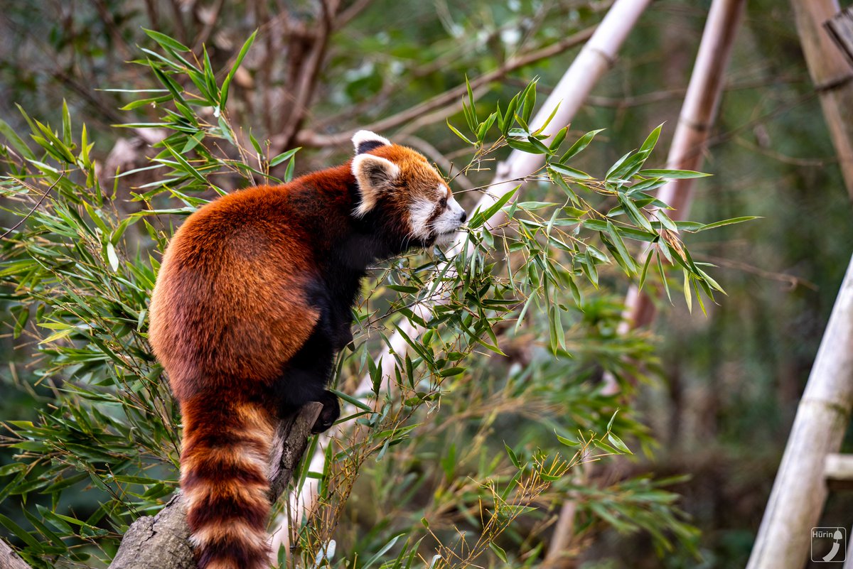 風鈴 フンボルトペンギン Date 01 25 Location こども動物自然公園 動物 動物園 写真 一眼 一眼レフ カメラ 撮影 Animal Zoo Zoophotography Photo Photography Camera Pentax T Co Lfhe2z6gxd