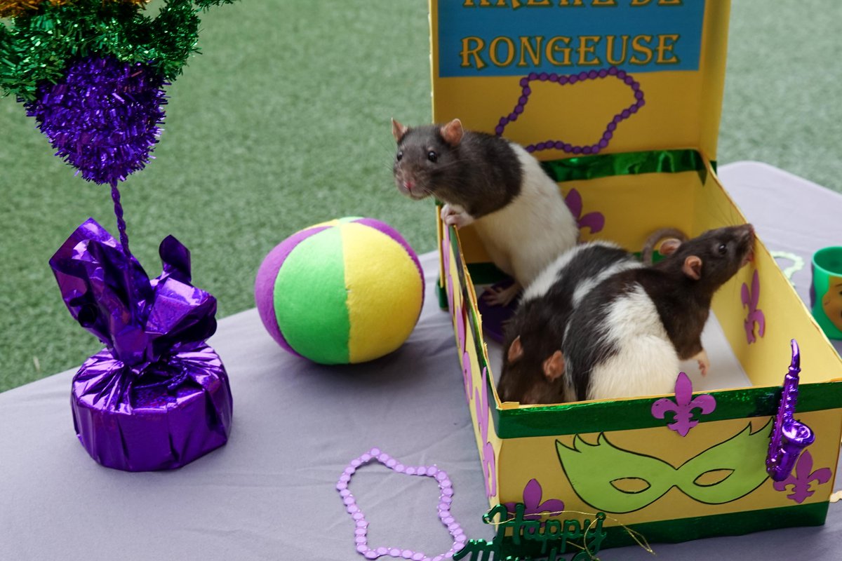 TXStateAquarium's tweet photo. Happy #RatTuesday! For some Mardi Gras enrichment, our fancy rats boarded a parade float and let the good times roll with jazz instruments, beads, and some peanut butter and fruit treats! 

#RatTuesday #MardiGras #FatTuesday https://t.co/swTbA3TnmC