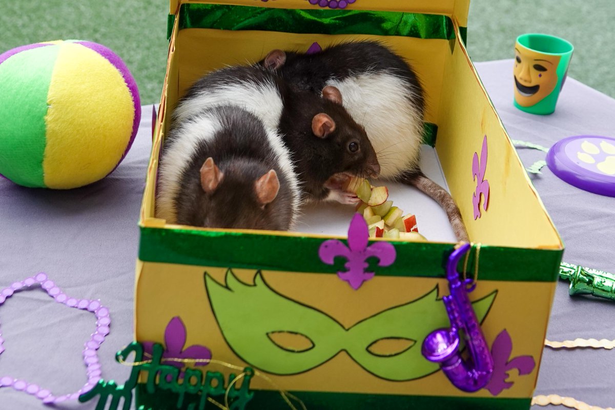TXStateAquarium's tweet photo. Happy #RatTuesday! For some Mardi Gras enrichment, our fancy rats boarded a parade float and let the good times roll with jazz instruments, beads, and some peanut butter and fruit treats! 

#RatTuesday #MardiGras #FatTuesday https://t.co/swTbA3TnmC