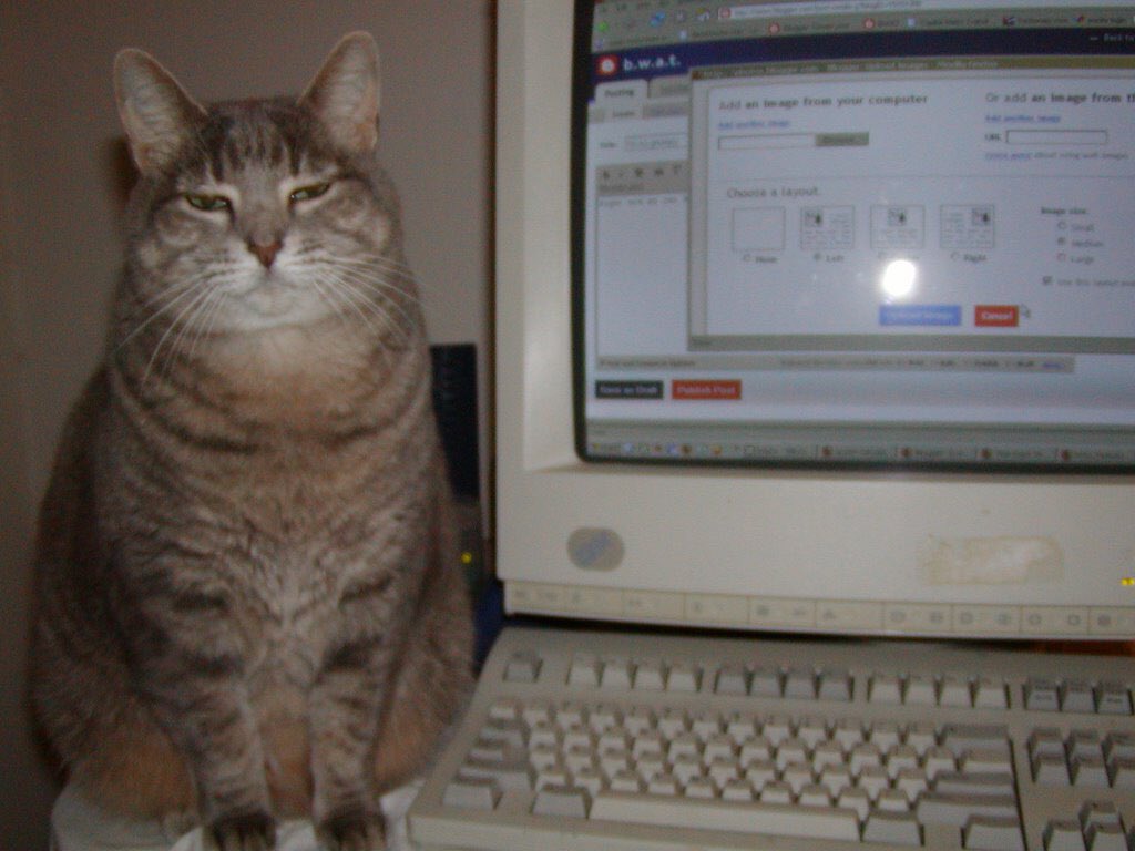 monitorcats's tweet image. 19