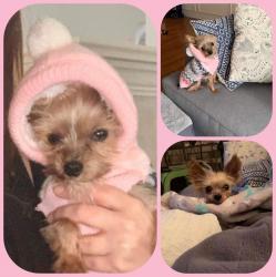 Lulu is a 2.6 pnd, 6-10yr old princess being fostered near Chicago, #illnois. She was used for breeding &amp; then ended up in a shelter before being rescued. She has seizures &amp; requires a very special adopter. Apply at bit.ly/UYR_Lookingfor… 🐾💕 #adoptdontshop #yorkie #rescuedogs