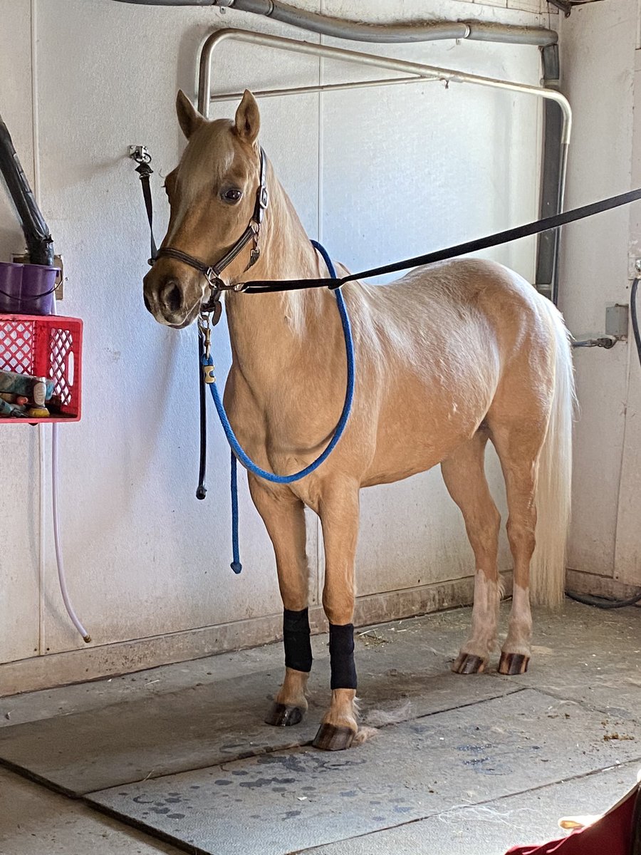 After 4 months off, this little spit fire of a pony felt amazing! Can’t wait to finally show this year and see where he goes🤩🦄