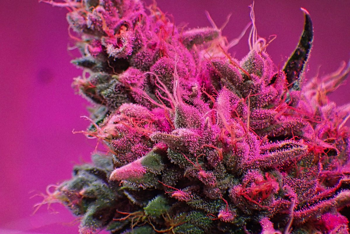 Green Fusion LED tweet media