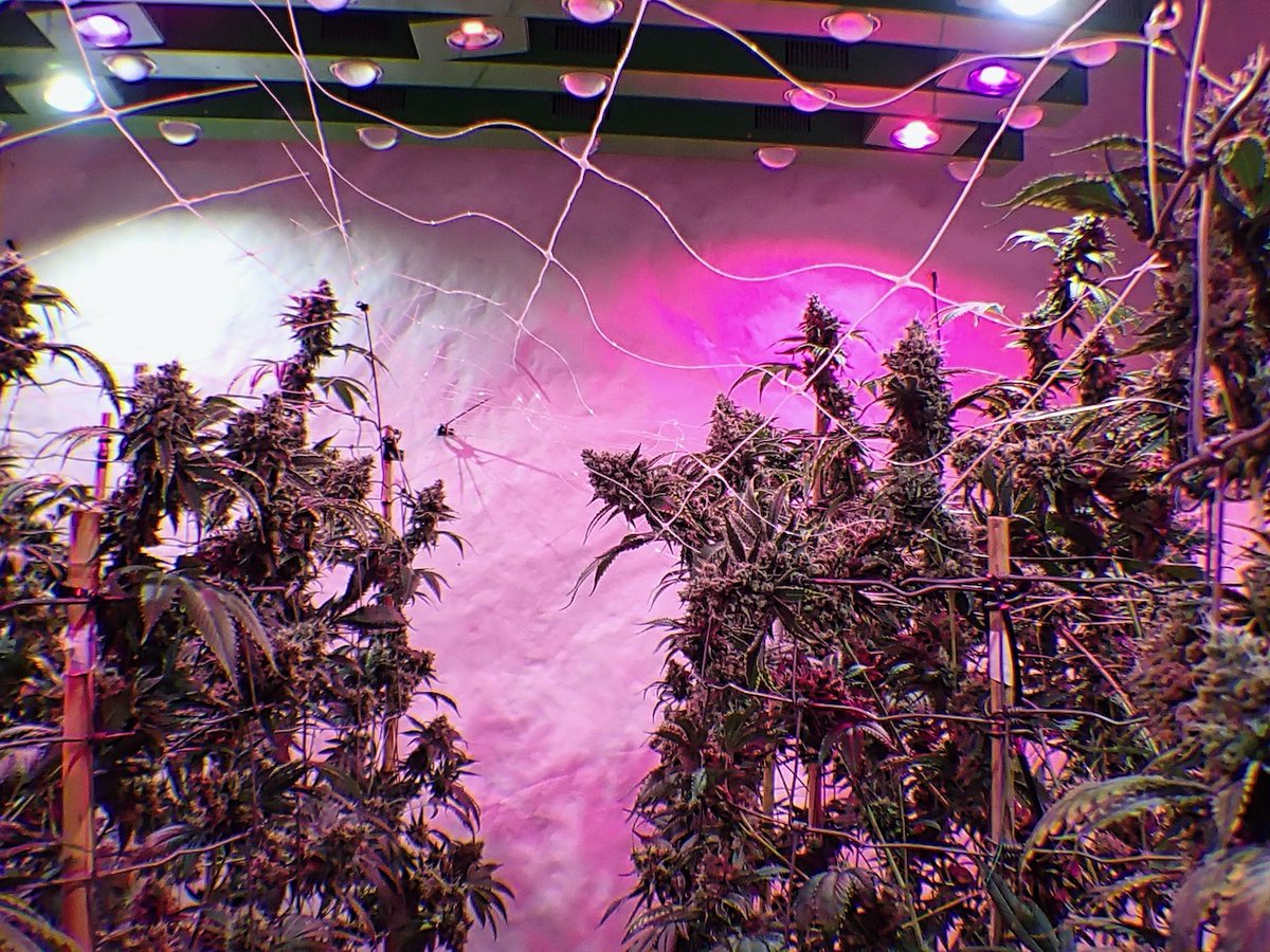 #sourbestshitever #sourbest #strain ⁣⁣⁣
⁣⁣⁣⁣👃  🍇🍒🍉😋

⁣⁣⁣DAY 53⏳⁣⁣
⁣⁣⏰⏲counting down to #harvesttime ✂️⁣⁣ on
⁣⁣⁣⁣🌋👀 DAY 55🔥🔥🔥tomorrow

#cannabistourism #weedsmokers #eugeneoregon #greenfusionled #growmagazine #MaryJane