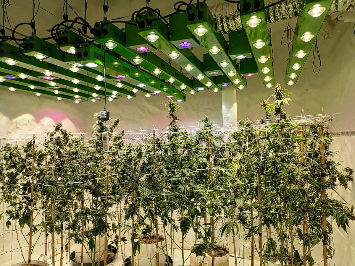 #sourbestshitever #sourbest #strain ⁣⁣⁣
🍓🍒DAY 53🗓️

⏲counting down to #harvesttime 
👁️👁️DAY 55 👅tomorrow🤤

#cannabistourism #weedsmokers #eugeneoregon #greenfusionled #growmagazine #MaryJane