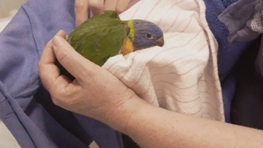 sci_inquirer's tweet photo. Nature’s Fred Kaufman announced full hour show dedicated to rescuing animals during the Australian wildfires https://t.co/RHyFN1oLS7 https://t.co/PXLMJ5lq0y