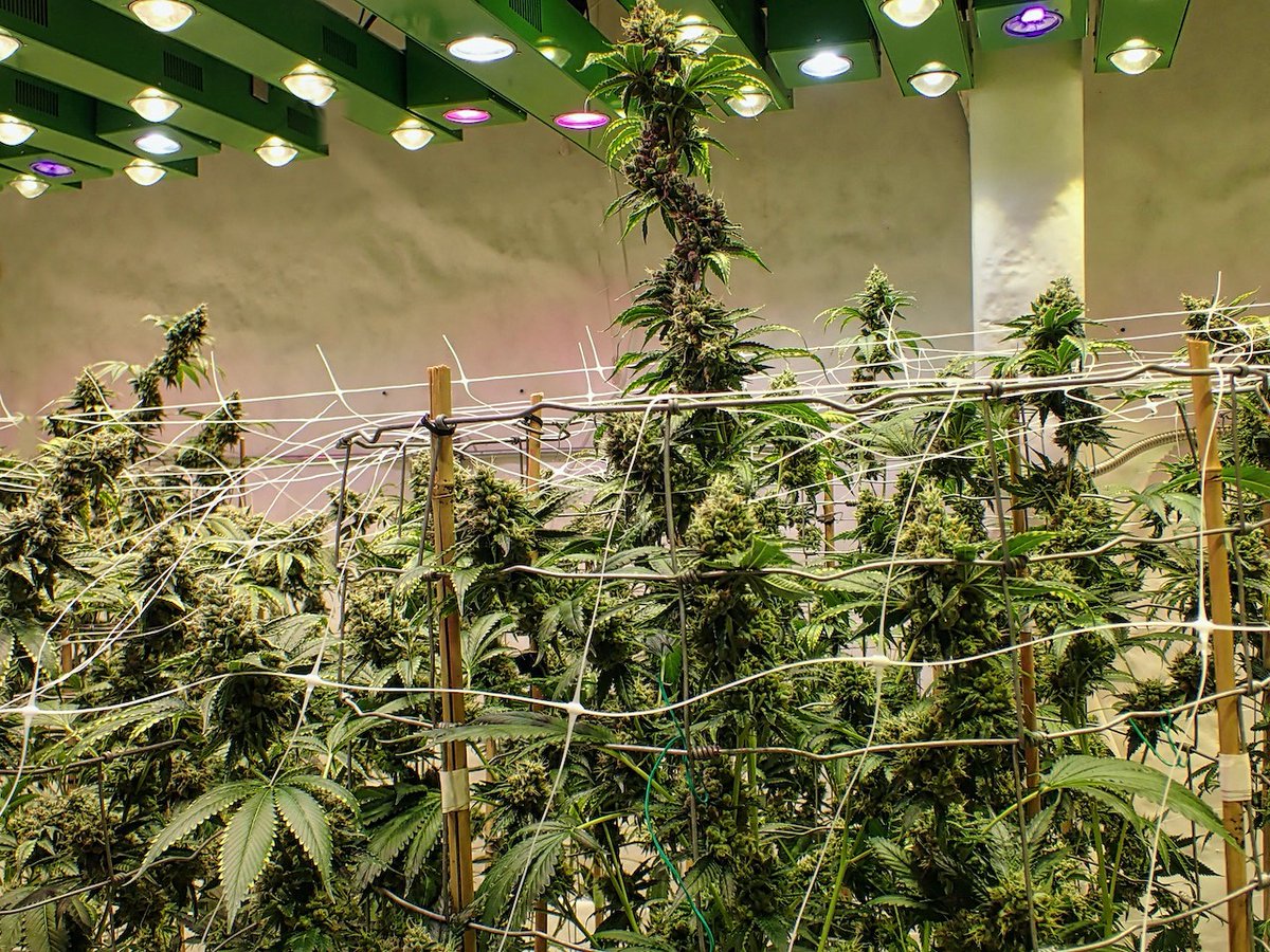 #sourbestshitever #sourbest #strain ⁣⁣⁣
DAY 53

⏲counting down to #harvesttime 

#cannabistourism #weedsmokers #eugeneoregon #greenfusionled #growmagazine #MaryJane