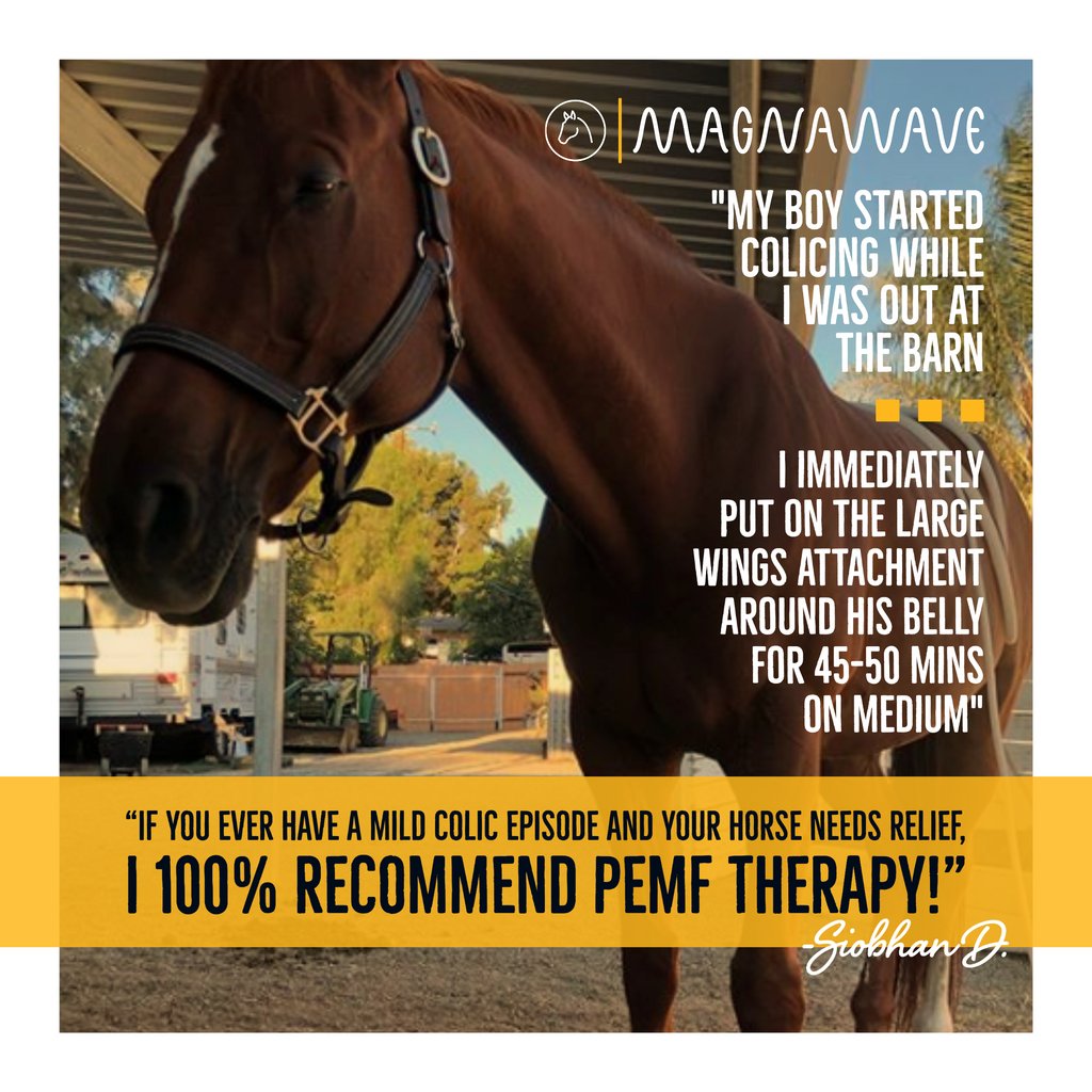 magnawavePEMF's tweet photo. Equine colic is a relatively common disorder of the digestive system. 🐴 Learn how to use MagnaWave for your horse to decrease their pain from colic>>> https://t.co/M1UMdt8Clo 

MagnaWave can help your horse recover from colic faster, naturally! 〽️ 〰️ https://t.co/RWGVtAwzt1