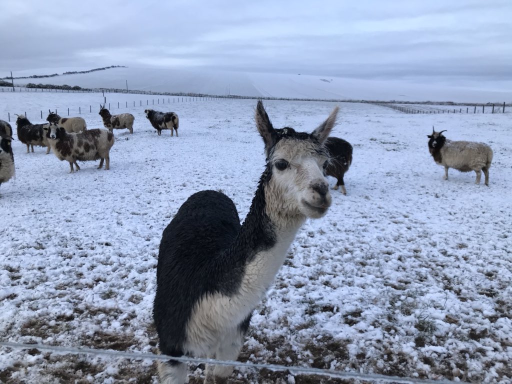 windfoldfarm's tweet photo. It was a cold snowy morning at Windfold Farm this morning but the suns come out so hopefully short lived

#coldfarmmornings #coldandsnowing #wedontlikethecold #windfoldfarm https://t.co/4SwWWBDu4u