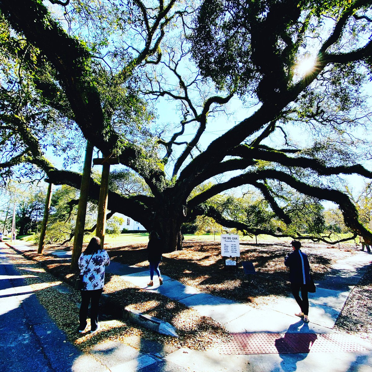 The Big Oak is a huge 338 year old oak tree in #Thomasvillega. Snap a selfie in front of the tree - You won’t be sorry! This charming southern town has captured us with all the cool things to do. #stethomasville #travelthesouth