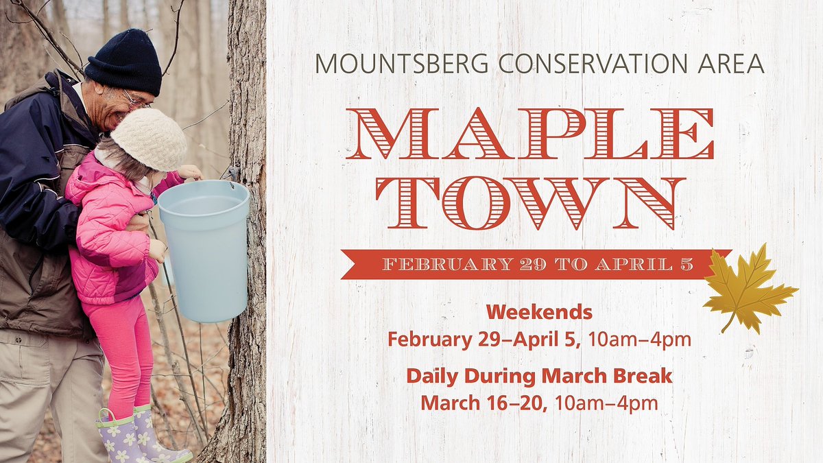 Maple season is when Mountsberg comes to life with the taste of maple, the smell of pancakes and the sound of crackling fire! Join us for sugar bush tours, sugar shack demonstrations, children’s activities, wagon rides and breakfast. 🍁🥞 Click for more: conservationhalton.ca/events