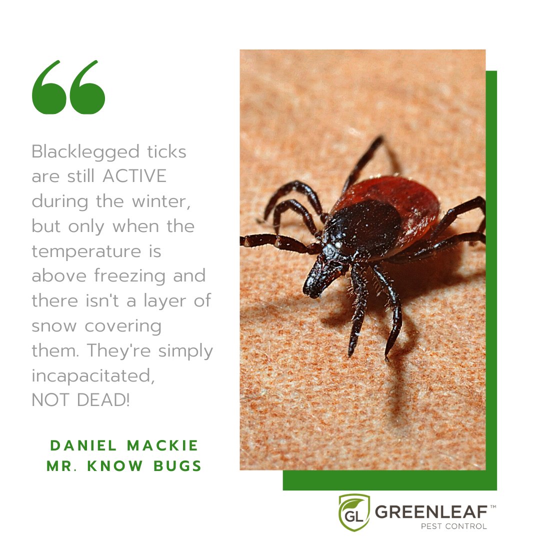 greenleafpestca's tweet image. We&apos;re experiencing a milder winter and spending more time outdoors. It&apos;s important to remember that #blackleggedticks are still ACTIVE, but only when the temperature is above freezing and there isn&apos;t a layer of snow covering them!
#ticktip #techtiptuesday #techtuesday #tiptuesday