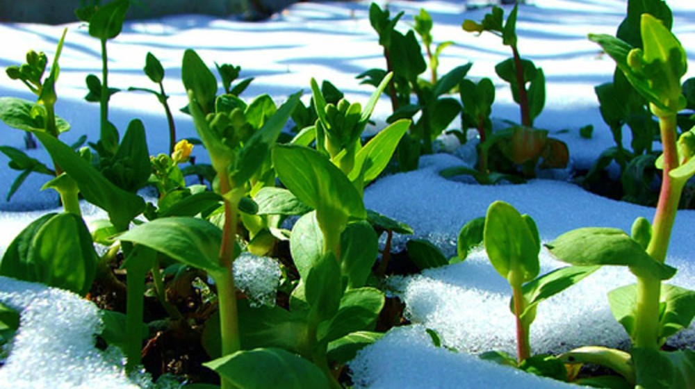 Bundle up and challenge your garden this Winter. Plant some beets and carrots in your Garden and watch them grow in the most challenging climates. #DIY #Winter #Garden #Localbussiness