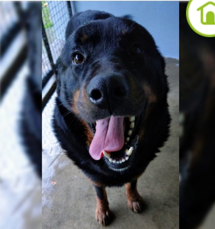 petbond_ireland's tweet photo. 5 year old #Rothweiler 'King' deserves his title & deserves a castle to call his own. He's a big boy & has the most gentle heart. Gives the paw & also gives the take me home eyes in his rescue kennel. Could 'King' be the dog for you? Enquiries/deets: https://t.co/RqD3NQ08w1 RT? https://t.co/zJV08eioR7